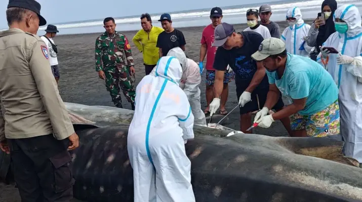 Hiu Paus Terdampar di Jembrana Ditemukan Mati, Bangkai Dikubur di Kawasan Pantai